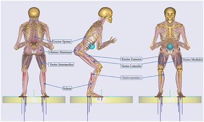 A Semi-active Exoskeleton Based on EMGs Reduces Muscle Fatigue When Squatting